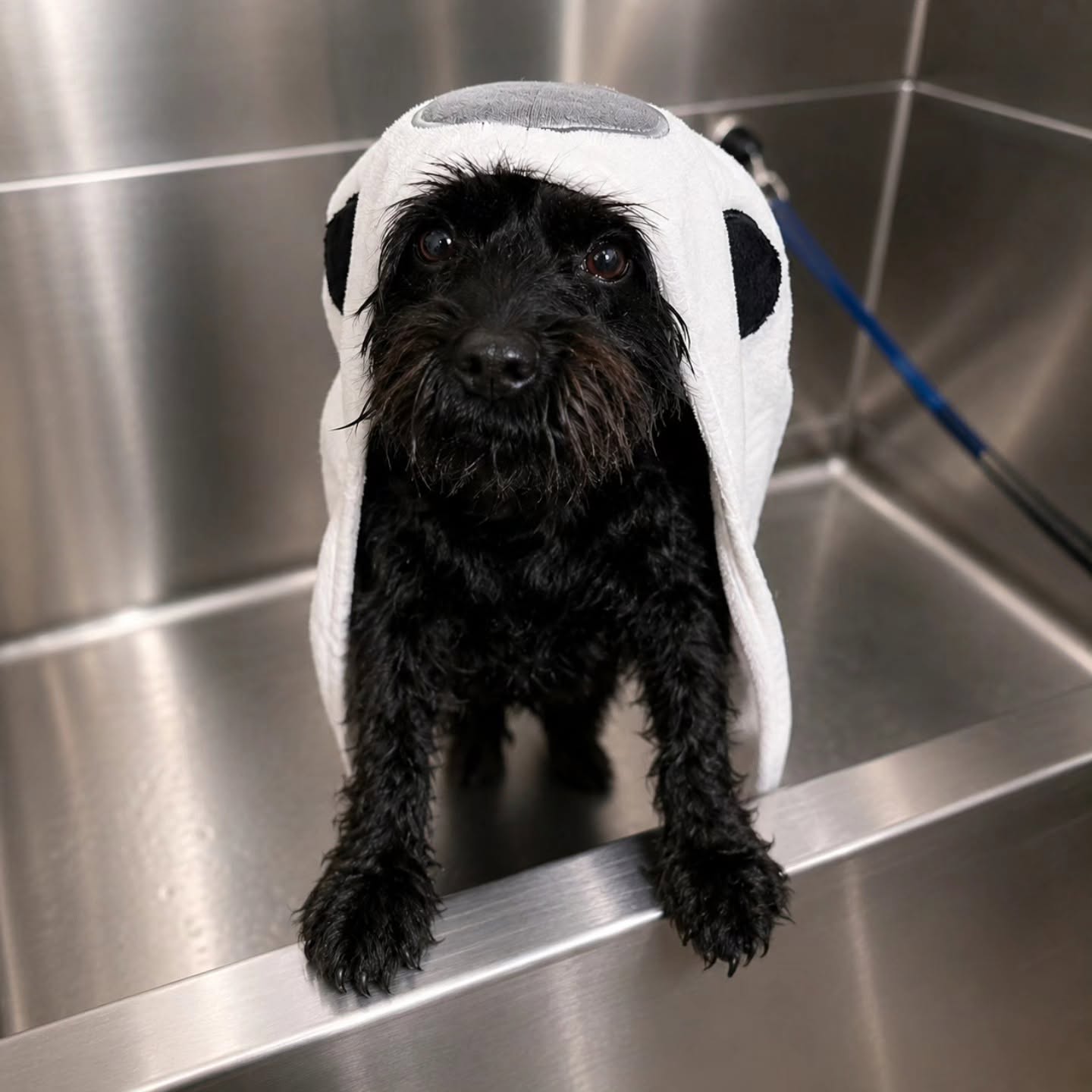 Dog receiving bath care at Tailored Loving Care